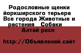 Родословные щенки йоркширского терьера - Все города Животные и растения » Собаки   . Алтай респ.